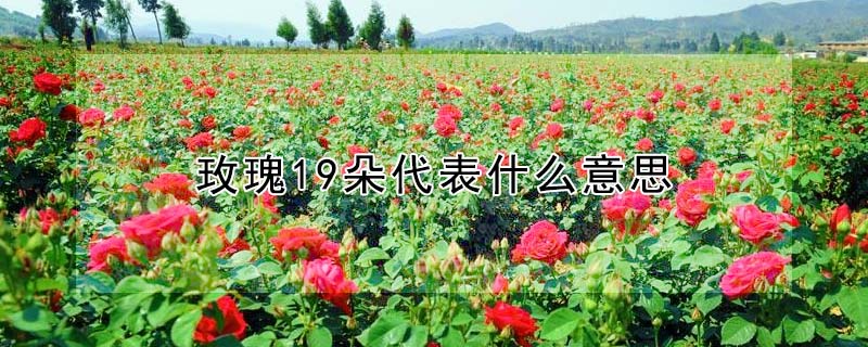 玫瑰19朵代表什麼意思