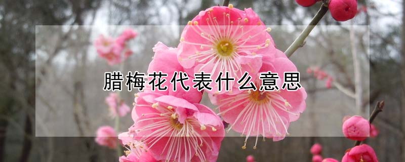 臘梅花代表什麼意思