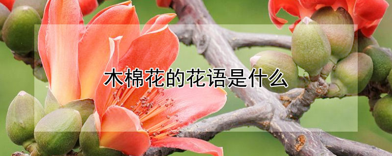 木棉花的花語是什麼