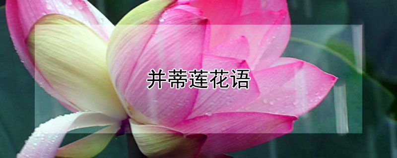 並蒂蓮花語