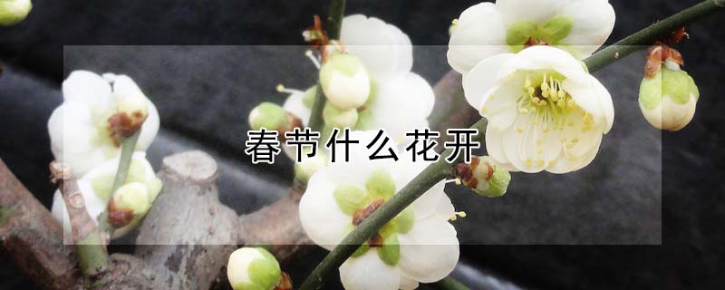 春節什麼花開