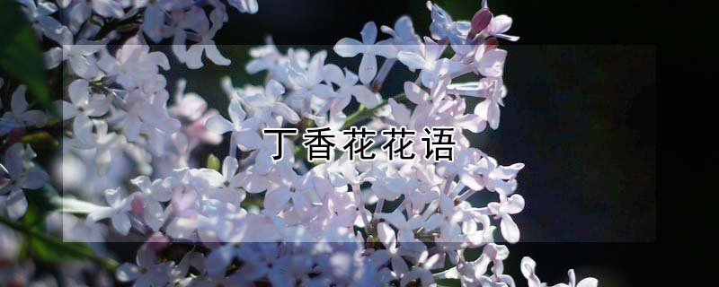 丁香花花語