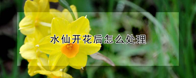 水仙開花後怎麼處理