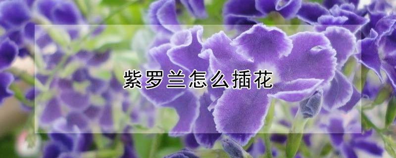 紫羅蘭怎麼插花