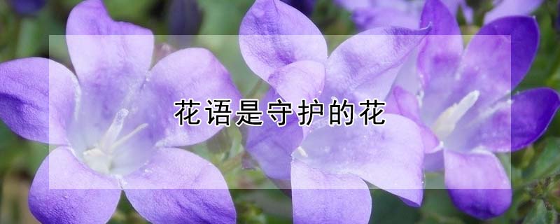 花語是守護的花