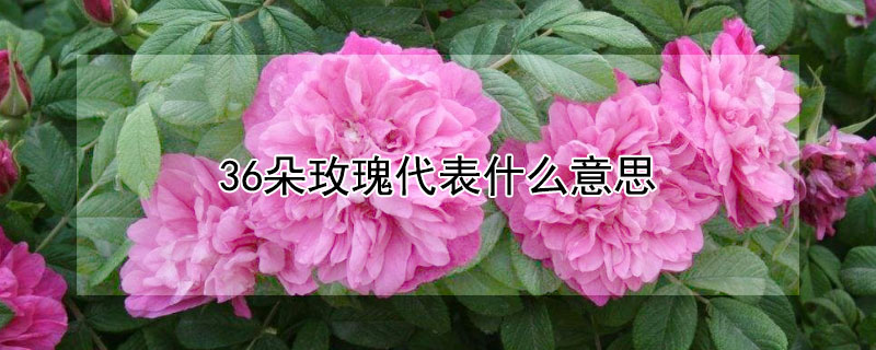 36朵玫瑰代表什麼意思