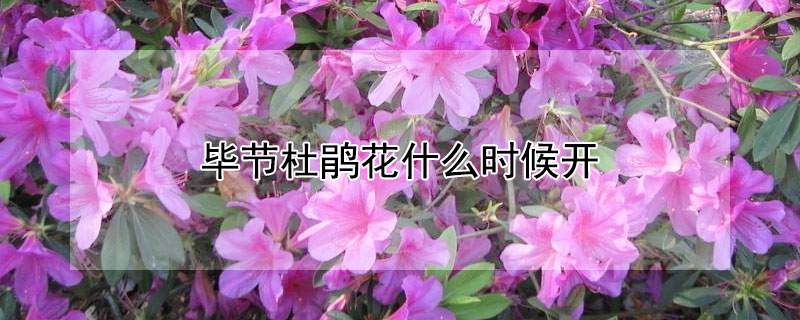 畢節杜鵑花什麼時候開