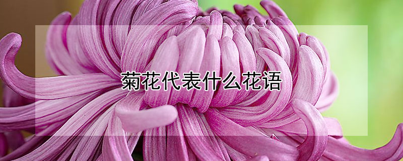 菊花代表什麼花語