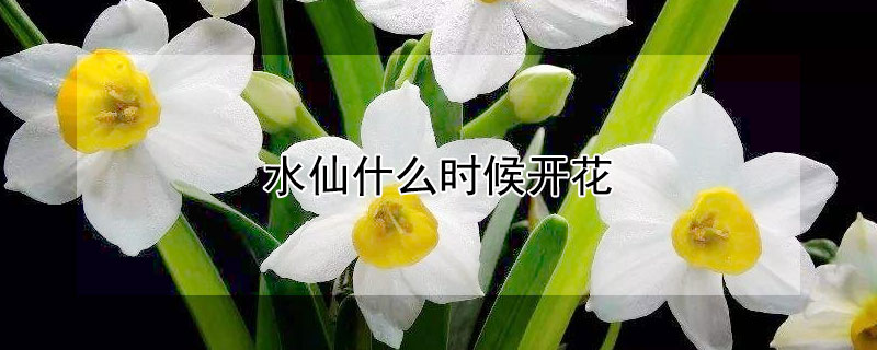 水仙什麼時候開花