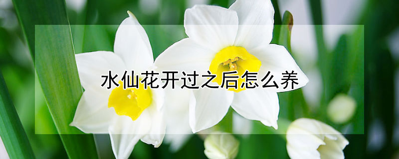 水仙花開過之後怎麼養