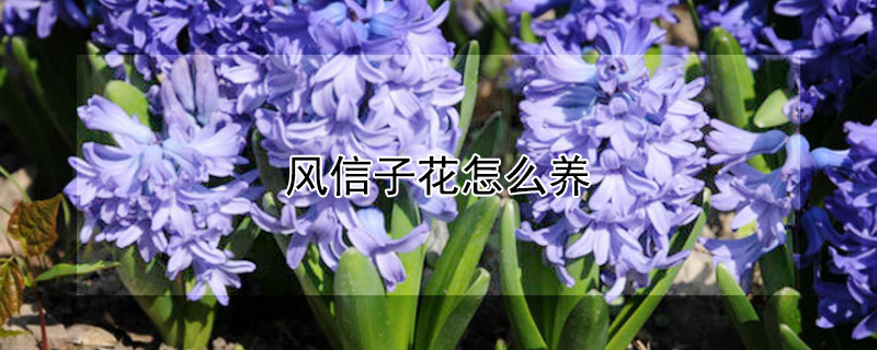 風信子花怎麼養