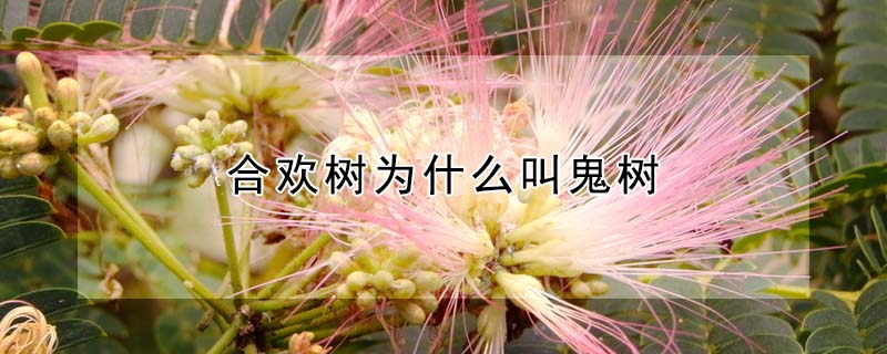 合歡樹為什麼叫鬼樹