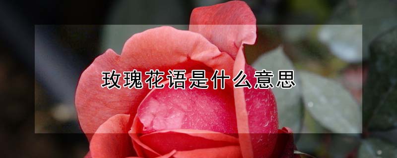 玫瑰花語是什麼意思