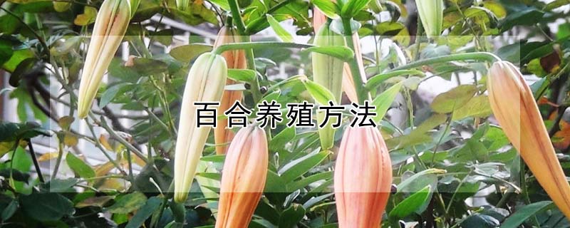 百合養殖方法