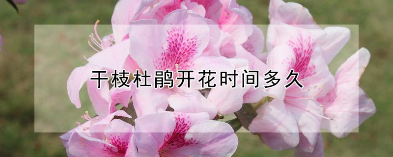 幹枝杜鵑開花時間多久