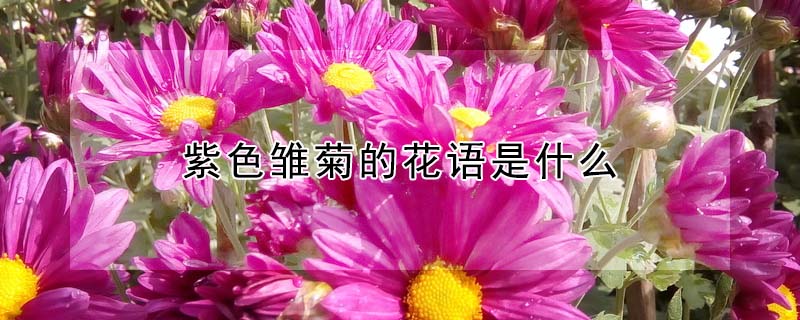 紫色雛菊的花語是什麼