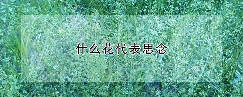 什麼花代表思念