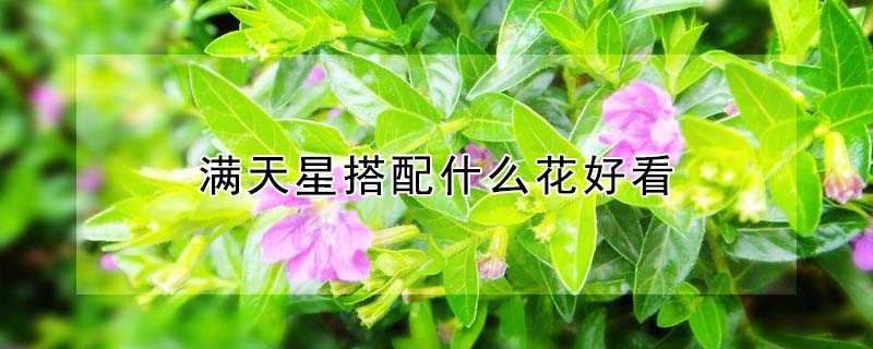 滿天星搭配什麼花好看