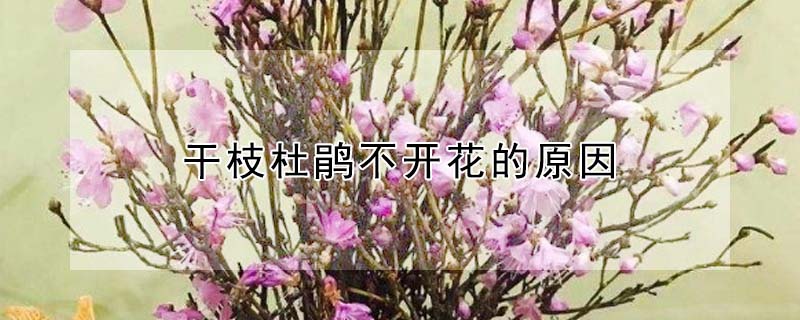 幹枝杜鵑不開花的原因