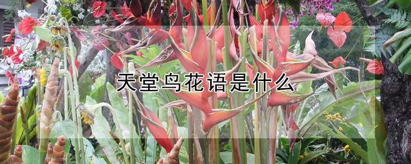 天堂鳥花語是什麼