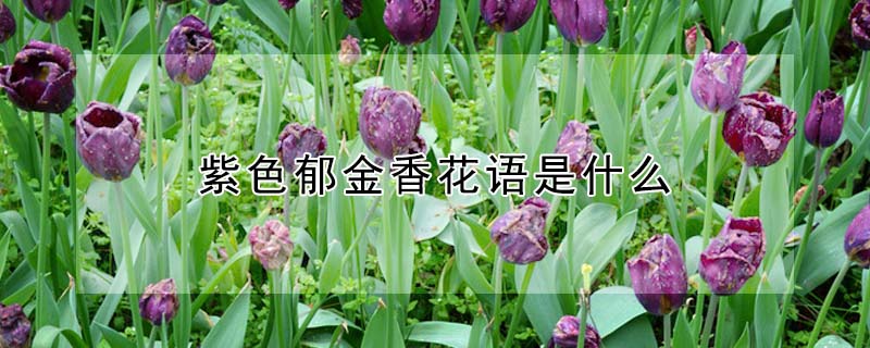 紫色鬱金香花語是什麼