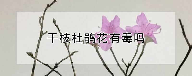 幹枝杜鵑花有毒嗎