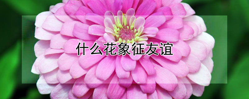 什麼花象征友誼