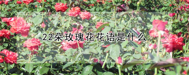 22朵玫瑰花花語是什麼