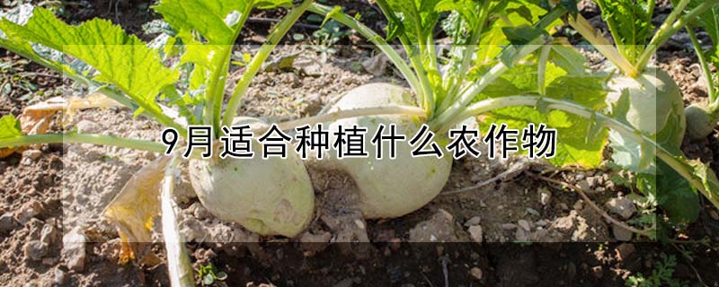 9月適合種植什麼農作物