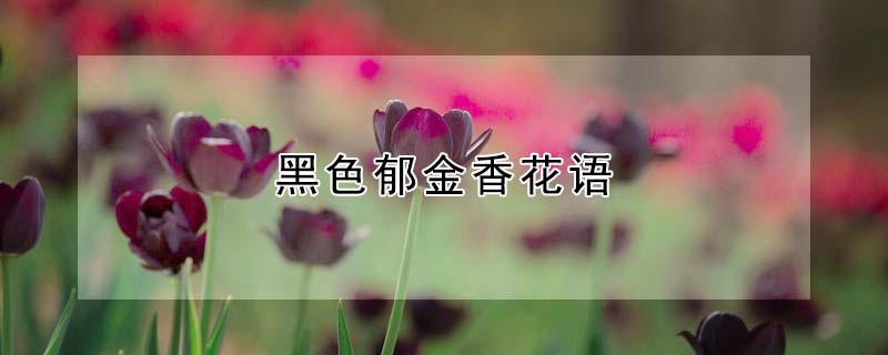 黑色鬱金香花語