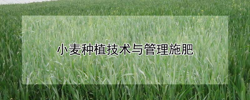 小麥種植技術與管理施肥