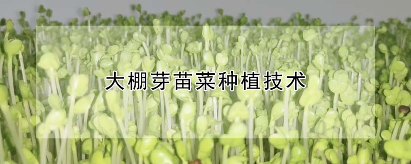 大棚芽苗菜種植技術