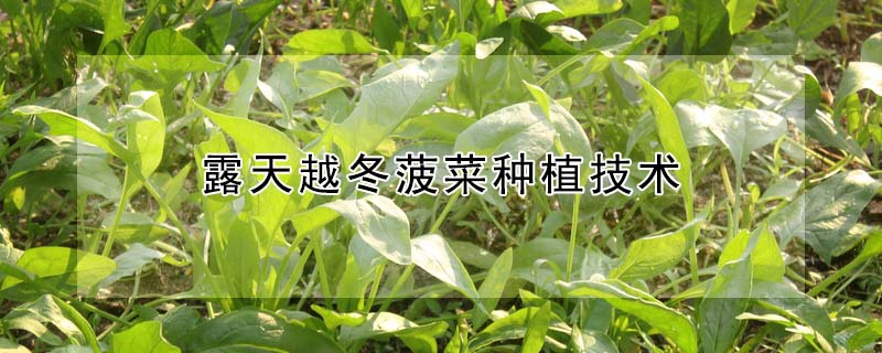 露天越冬菠菜種植技術