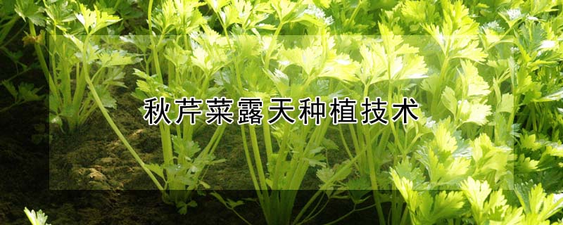 秋芹菜露天種植技術