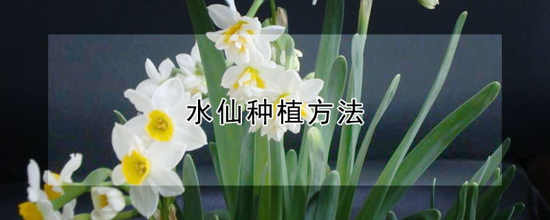 水仙種植方法