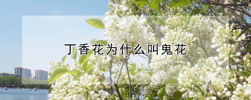 丁香花為什麼叫鬼花