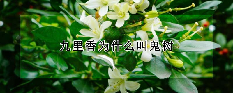 九裏香為什麼叫鬼樹