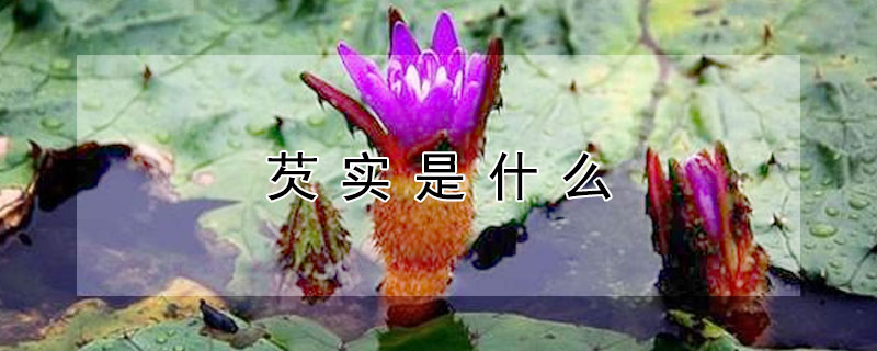 芡實是什麼