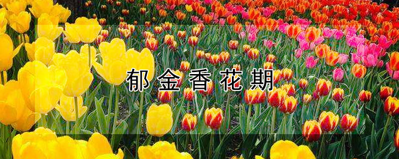 鬱金香花期