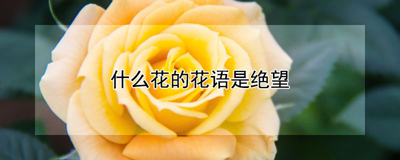 什麼花的花語是絕望