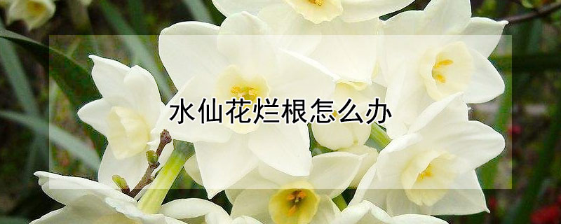 水仙花爛根怎麼辦