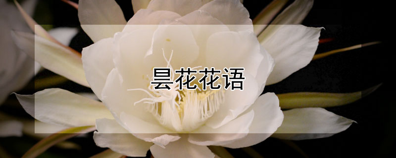 曇花花語