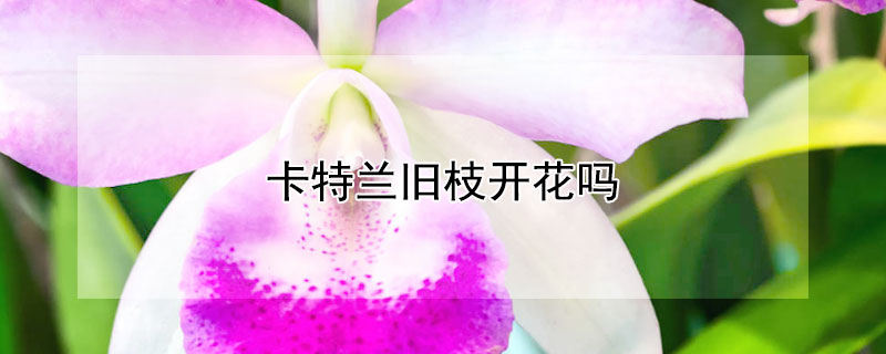 卡特蘭舊枝開花嗎