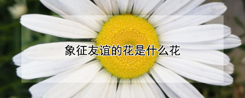 象征友誼的花是什麼花