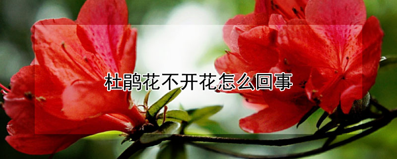 杜鵑花不開花怎麼回事