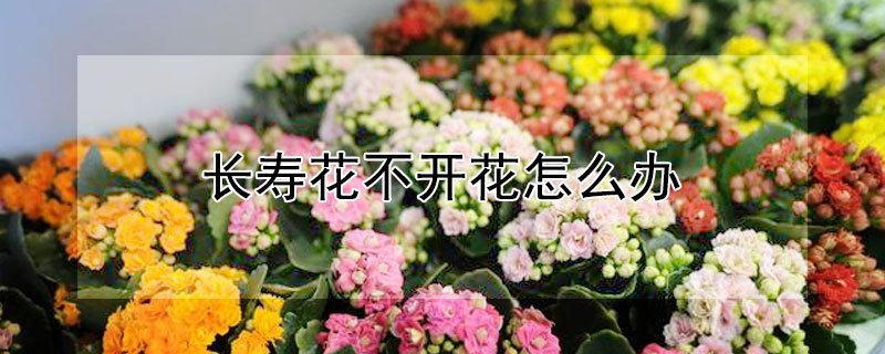 長壽花不開花怎麼辦