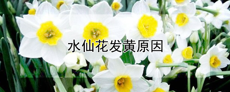 水仙花發黃原因