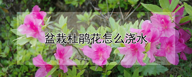 盆栽杜鵑花怎麼澆水