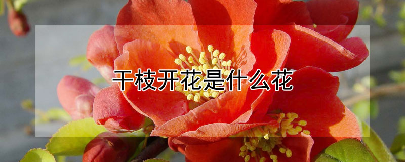 幹枝開花是什麼花