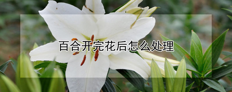 百合開完花後怎麼處理